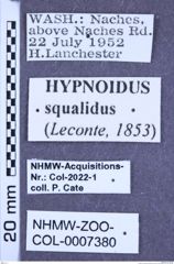 Etikette zu Hypnoidus squalidus (LeConte, 1853) (NHMW-ZOO-COL-0007380)